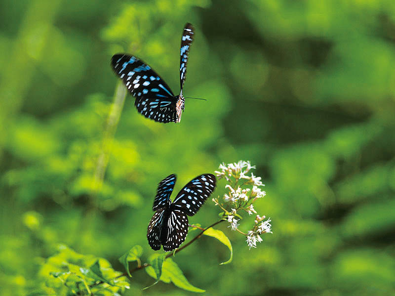 今年夏天來個不一樣的行程 到森林間與蝴蝶共行 今年夏天來個不一樣的行程 到森林間與蝴蝶共行